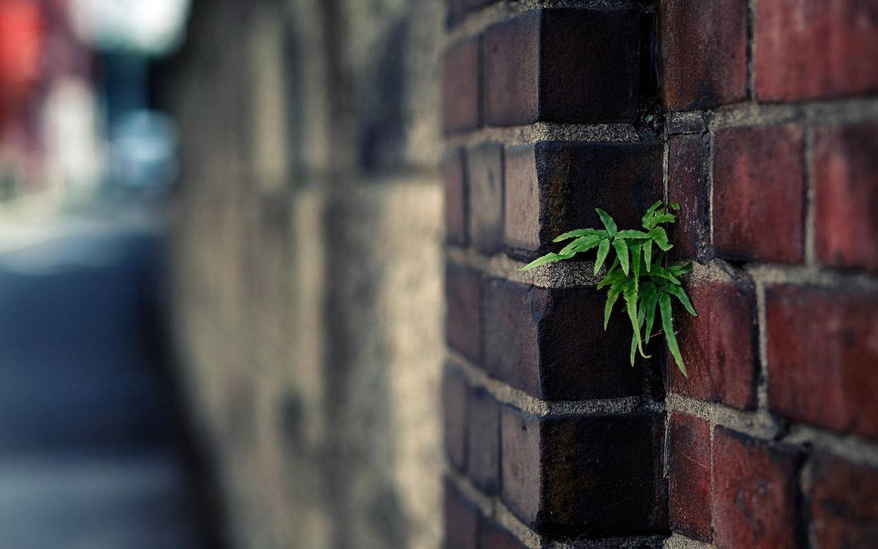 免费刷个性标签赞平台