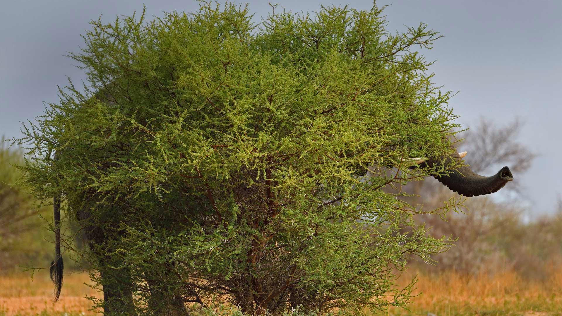 小白羊卡盟辅助 - 