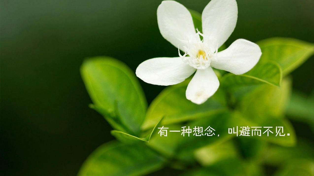 微博自助刷平台 - 刷代网快手双击100个,QQ代刷云小店