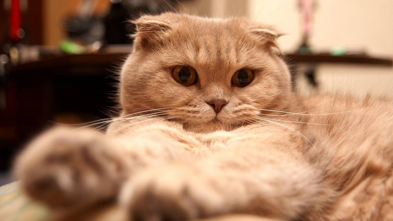 熊猫平台自助下单-快