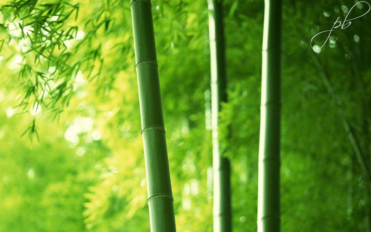 倾城代刷自助下单平台
