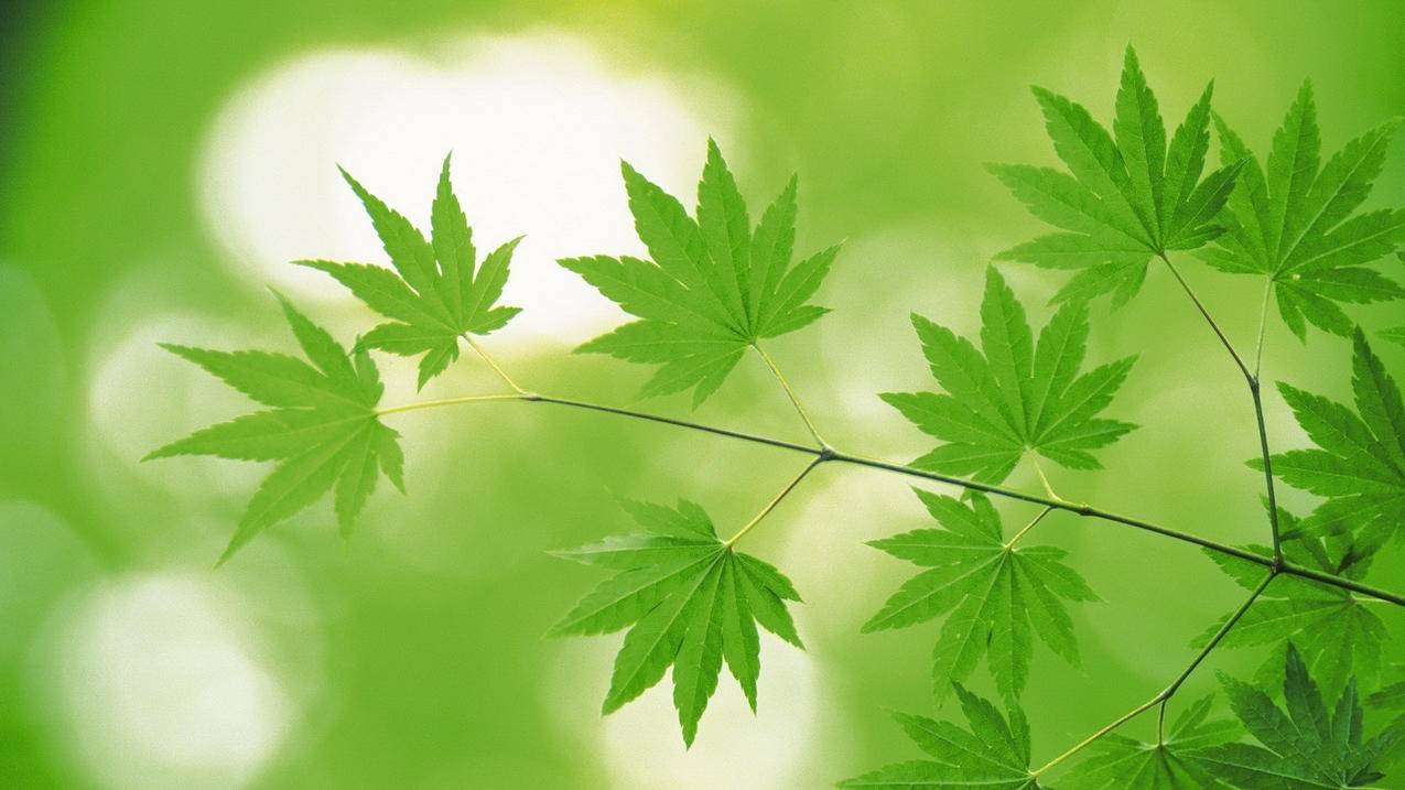 dy业务刷低价天天秒刷网服务 - CDK保障